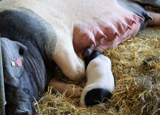 Muttis Bar ist offen. Ein Ferkel schläft direkt an der Theke.